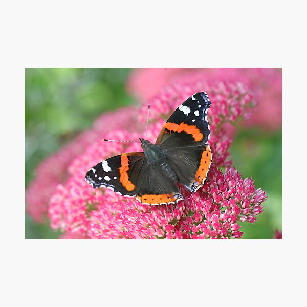 Red Admiral Photographic Print