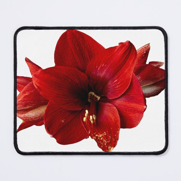 Item preview, Amarylis, red flower. designed and sold by TheTwoWorlds.