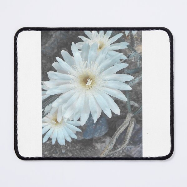 Item preview, Serious Cereus, SERIOUSLY designed and sold by Scruffy-Sid.