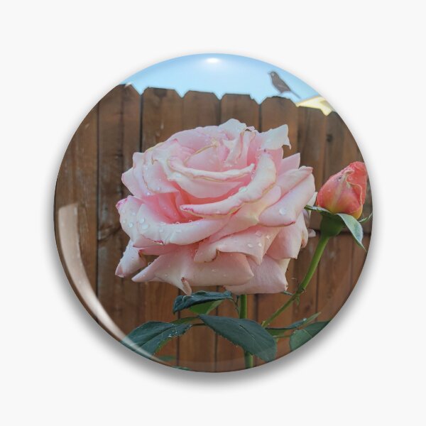 Item preview, Dewy rose designed and sold by iamtomster.
