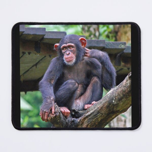Item preview, Chimpanzee designed and sold by LeanneAllen.
