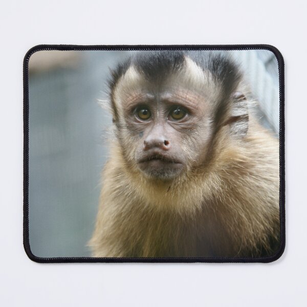 Item preview, Capuchin Monkey designed and sold by LeanneAllen.