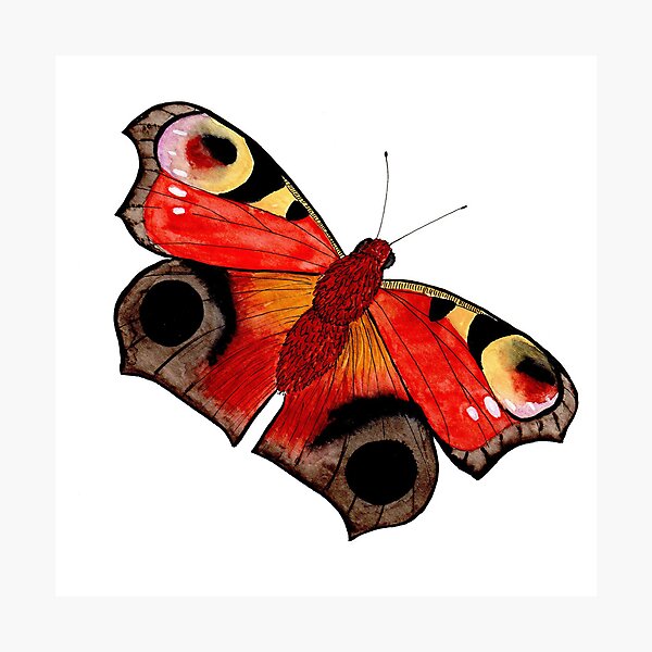 butterfly Photographic Print
