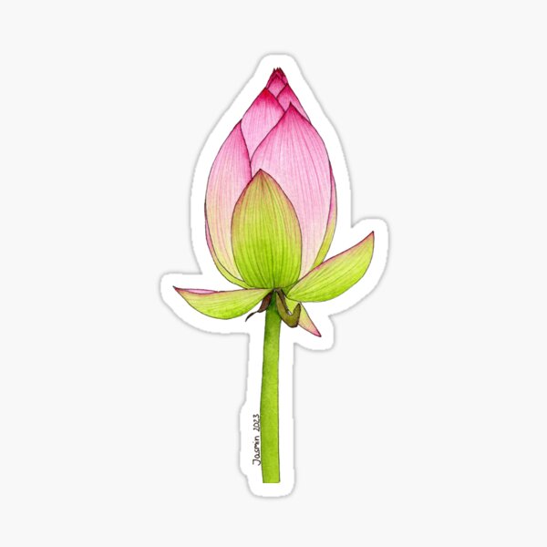 lotus bud Sticker