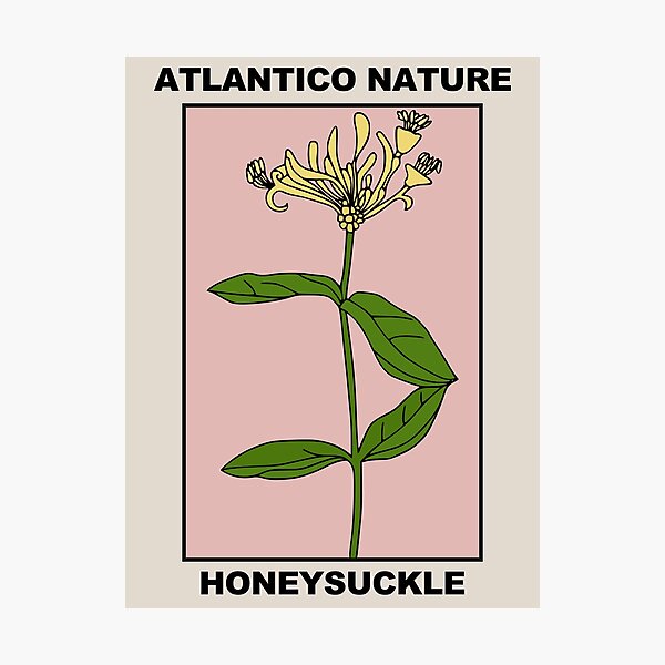 Aperçu de l'œuvre Art botanique de fleur de chèvrefeuille créée et vendue par Atlantico54.