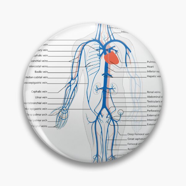 Item preview, Circulatory System Diagram  designed and sold by Weird-Artss.