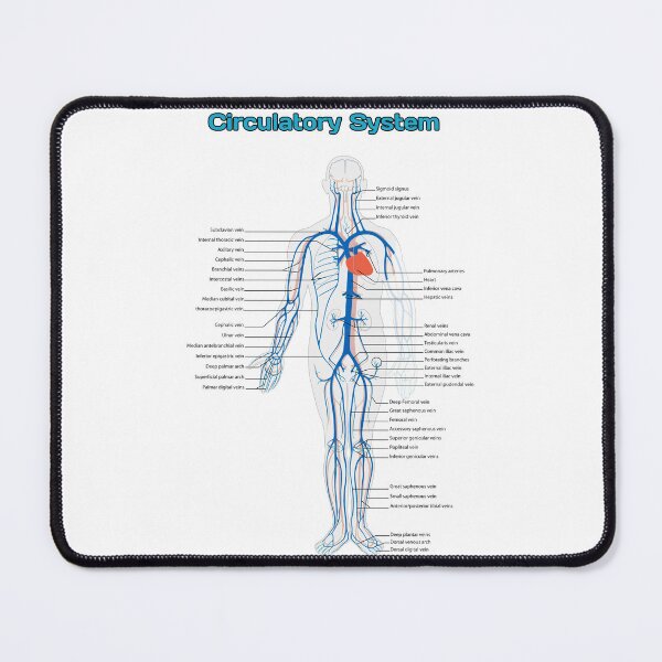 Item preview, Circulatory System Diagram  designed and sold by Weird-Artss.