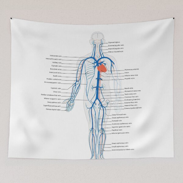 Item preview, Circulatory System Diagram  designed and sold by Weird-Artss.
