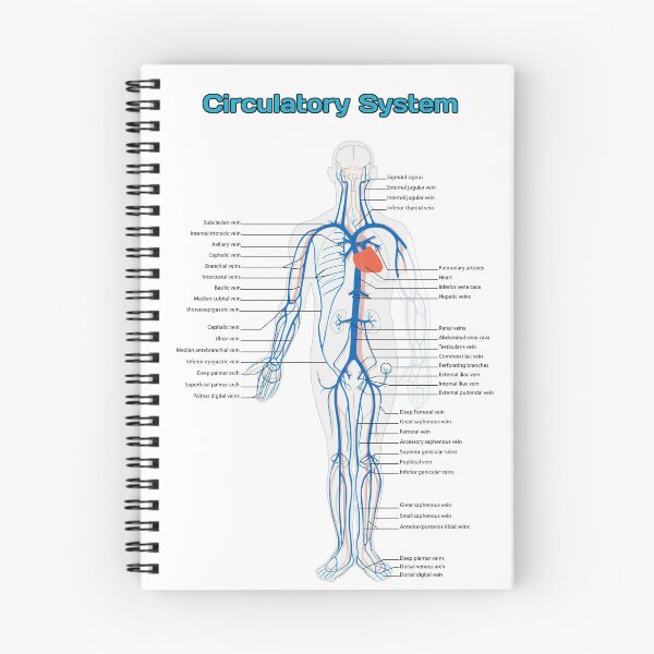 Item preview, Circulatory System Diagram  designed and sold by Weird-Artss.