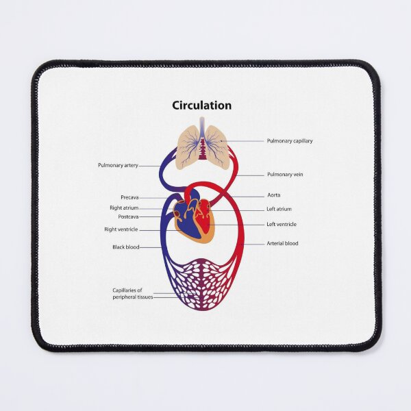 Item preview, Circulatory System Diagram  designed and sold by Weird-Artss.