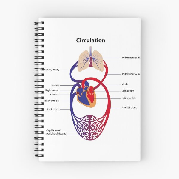 Item preview, Circulatory System Diagram  designed and sold by Weird-Artss.