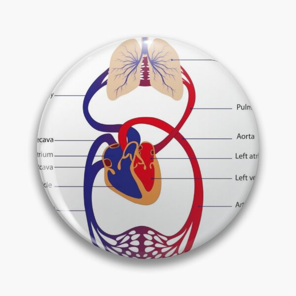 Item preview, Circulatory System Diagram  designed and sold by Weird-Artss.