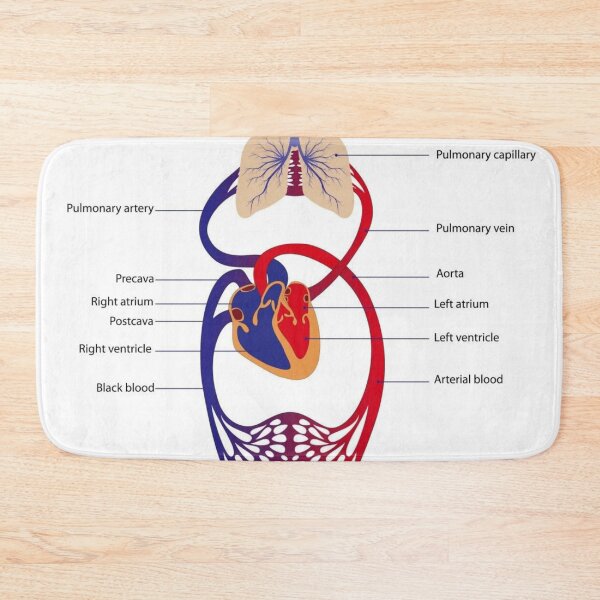 Item preview, Circulatory System Diagram  designed and sold by Weird-Artss.