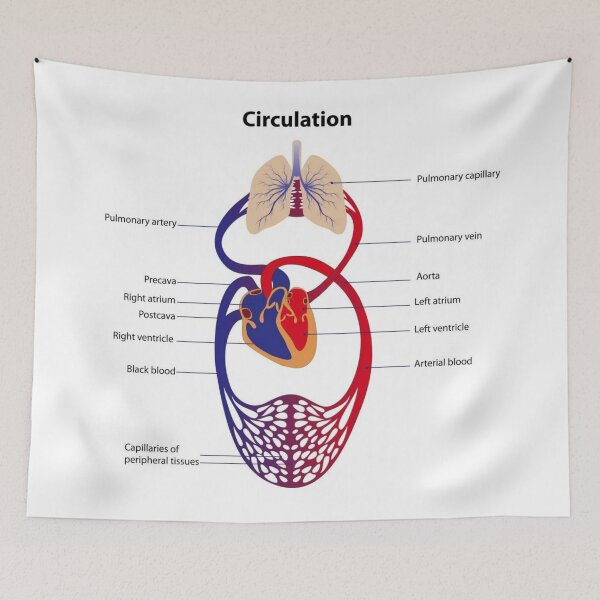 Item preview, Circulatory System Diagram  designed and sold by Weird-Artss.