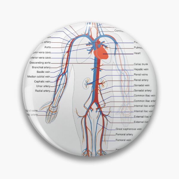 Item preview, Circulatory System Diagram  designed and sold by Weird-Artss.