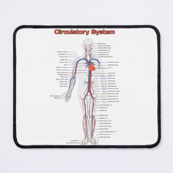 Item preview, Circulatory System Diagram  designed and sold by Weird-Artss.