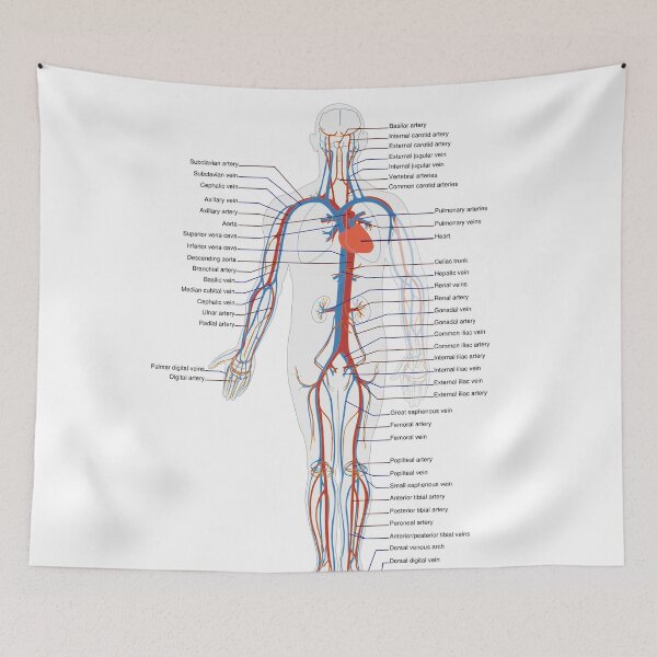 Item preview, Circulatory System Diagram  designed and sold by Weird-Artss.