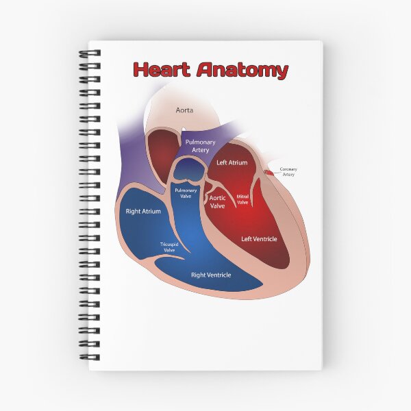 Item preview, Heart Anatomy Knowledge  designed and sold by Weird-Artss.