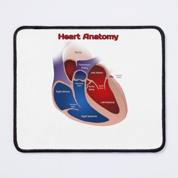 Item preview, Heart Anatomy Knowledge  designed and sold by Weird-Artss.