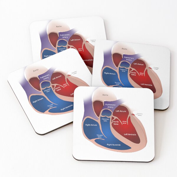Item preview, Heart Anatomy Knowledge  designed and sold by Weird-Artss.