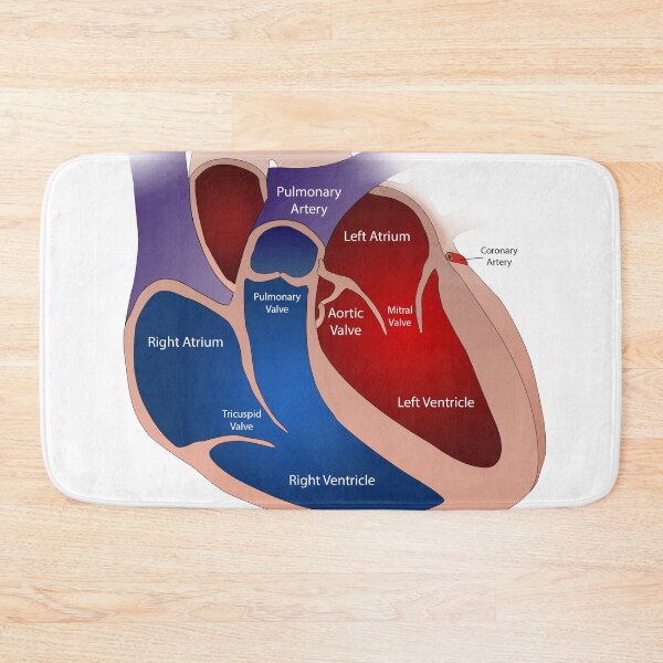 Item preview, Heart Anatomy Knowledge  designed and sold by Weird-Artss.