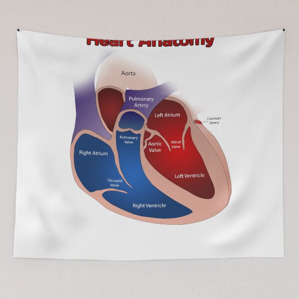 Item preview, Heart Anatomy Knowledge  designed and sold by Weird-Artss.