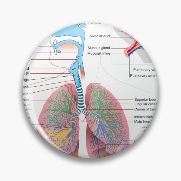 Item preview, Breathing System Diagram  designed and sold by Weird-Artss.