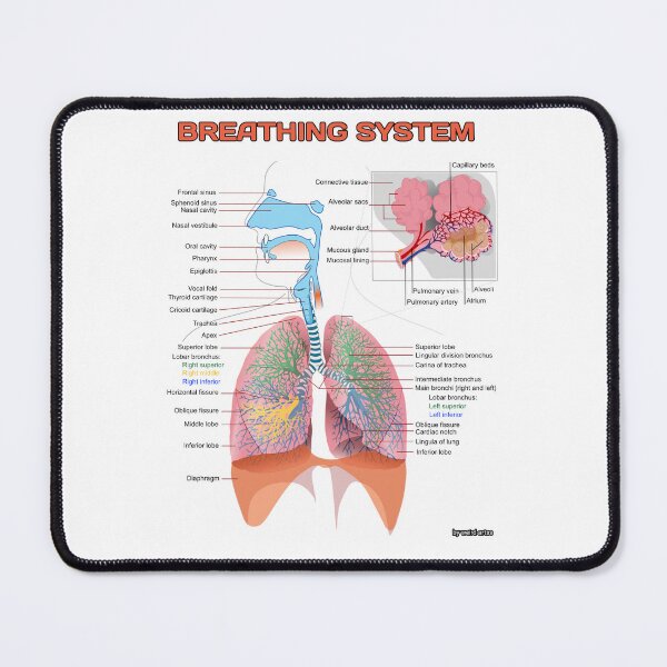 Item preview, Breathing System Diagram  designed and sold by Weird-Artss.