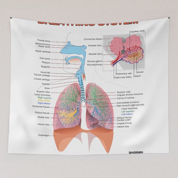 Item preview, Breathing System Diagram  designed and sold by Weird-Artss.