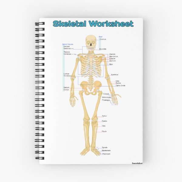 Item preview, Skeletal Human Worksheet  designed and sold by Weird-Artss.