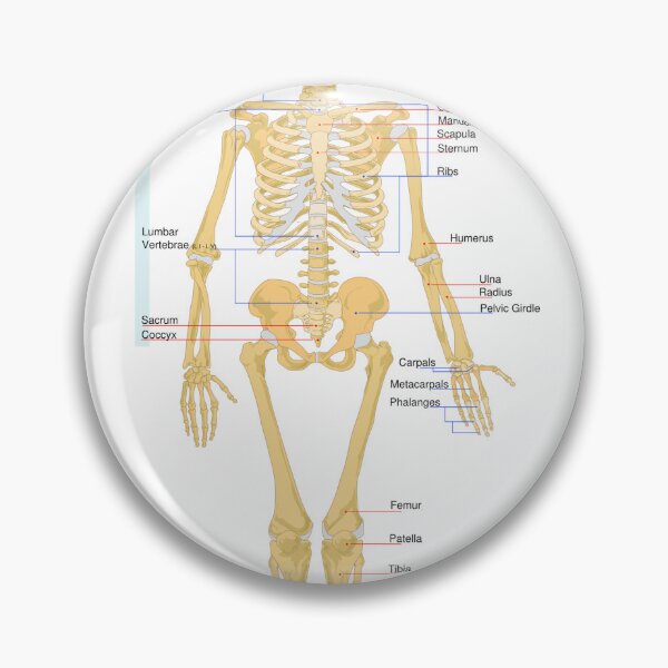 Item preview, Skeletal Human Worksheet  designed and sold by Weird-Artss.