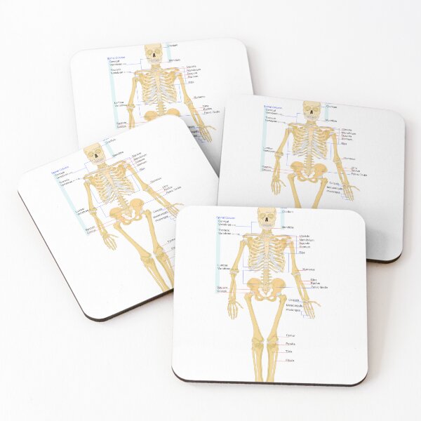 Item preview, Skeletal Human Worksheet  designed and sold by Weird-Artss.