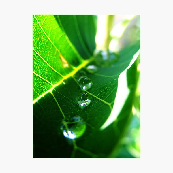 Marching Drops Photographic Print