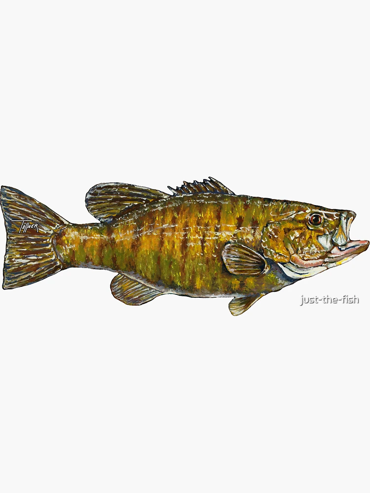 Smallmouth Bass Sticker for Sale by just-the-fish