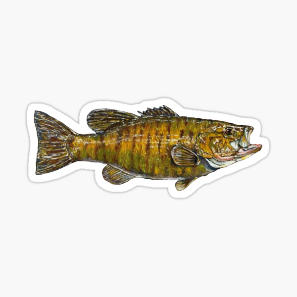 Smallmouth Bass Sticker for Sale by just-the-fish