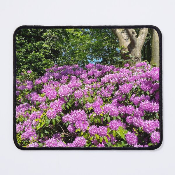 Item preview, Rhododendron in full bloom designed and sold by Violaman.
