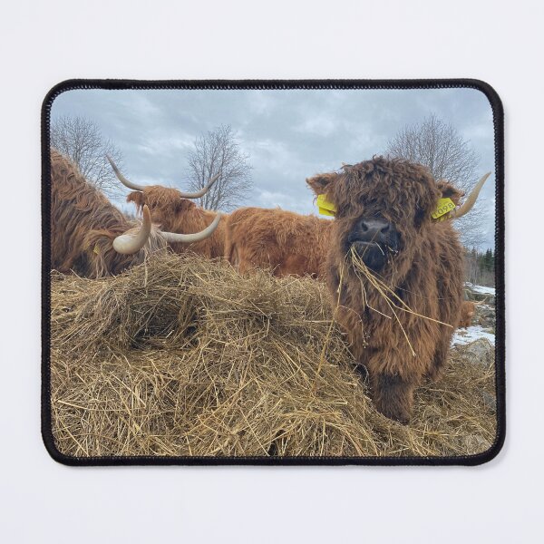 Item preview, Scottish Highland Cattle Calf 4410 designed and sold by SaarelaHighland.