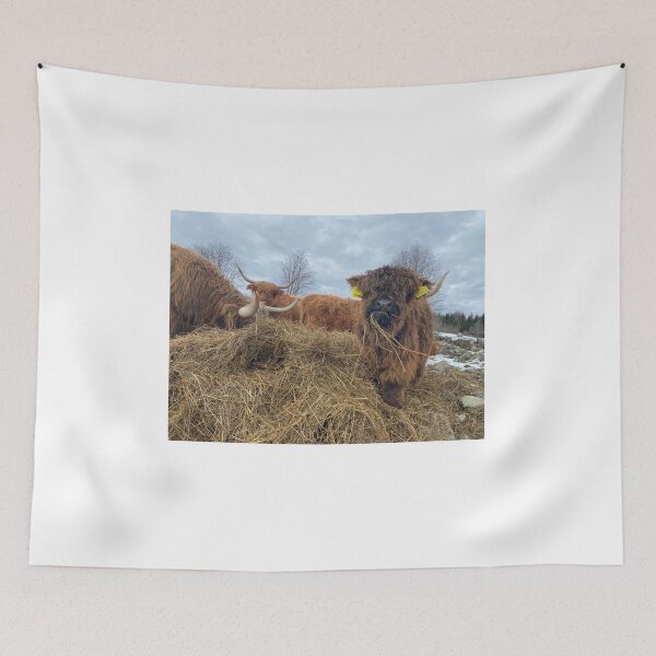 Item preview, Scottish Highland Cattle Calf 4410 designed and sold by SaarelaHighland.