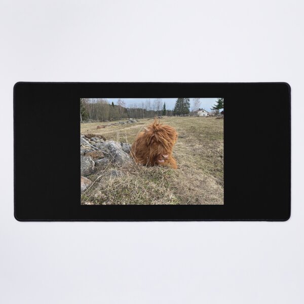 Item preview, Scottish Highland Cattle Calf 4411 designed and sold by SaarelaHighland.