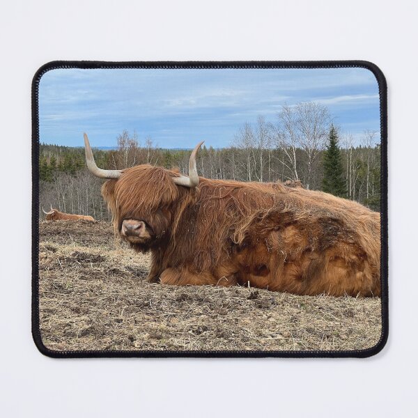 Item preview, Scottish Highland Cattle Cow 4414 designed and sold by SaarelaHighland.