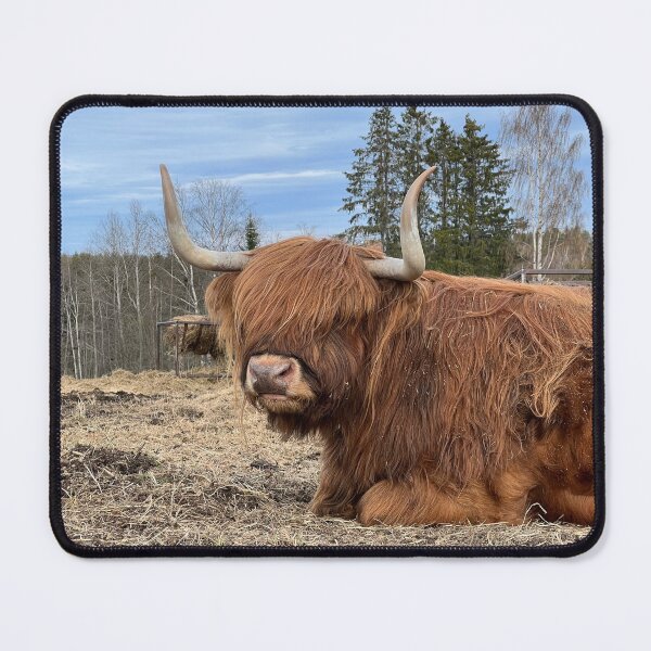 Item preview, Scottish Highland Cattle Cow 4415 designed and sold by SaarelaHighland.