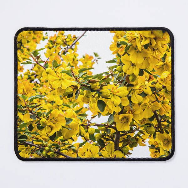 Item preview, Flowering Yellow Broom Plant  designed and sold by CarolM.