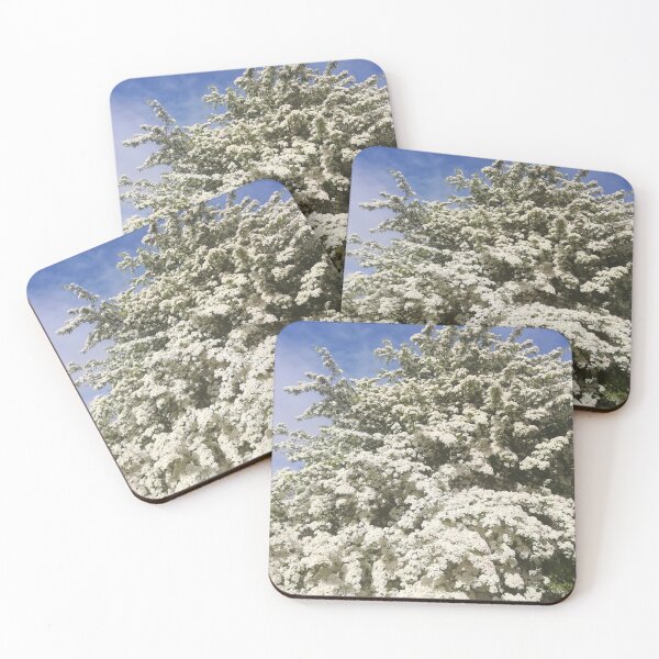 Item preview, White hawthorn blossom bush photograph  designed and sold by esvb.