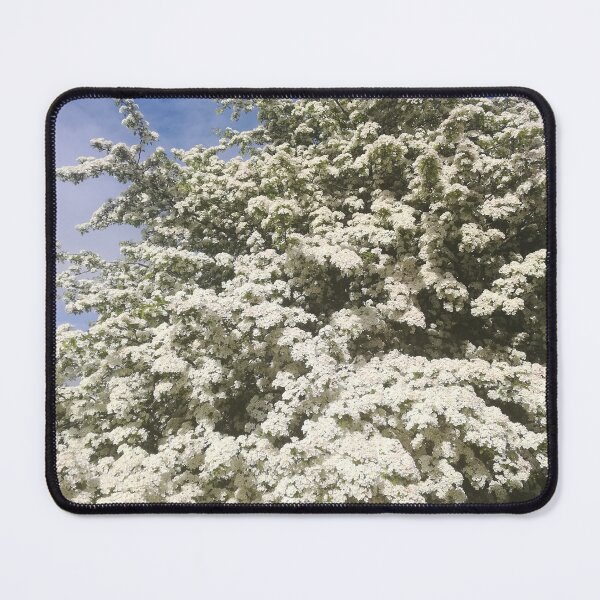 Item preview, White hawthorn blossom bush photograph designed and sold by esvb.