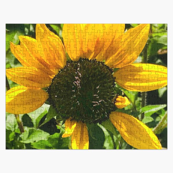 Artikel-Vorschau von Perfekte Unvollkommenheiten: Leuchtend schöne gelbe Sonnenblume, designt und verkauft von DEC02.