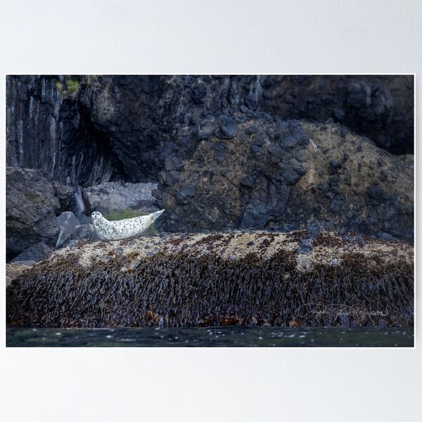 Item preview, AleutianLife Harbor Seal Cove designed and sold by Aleutian Life Studios.