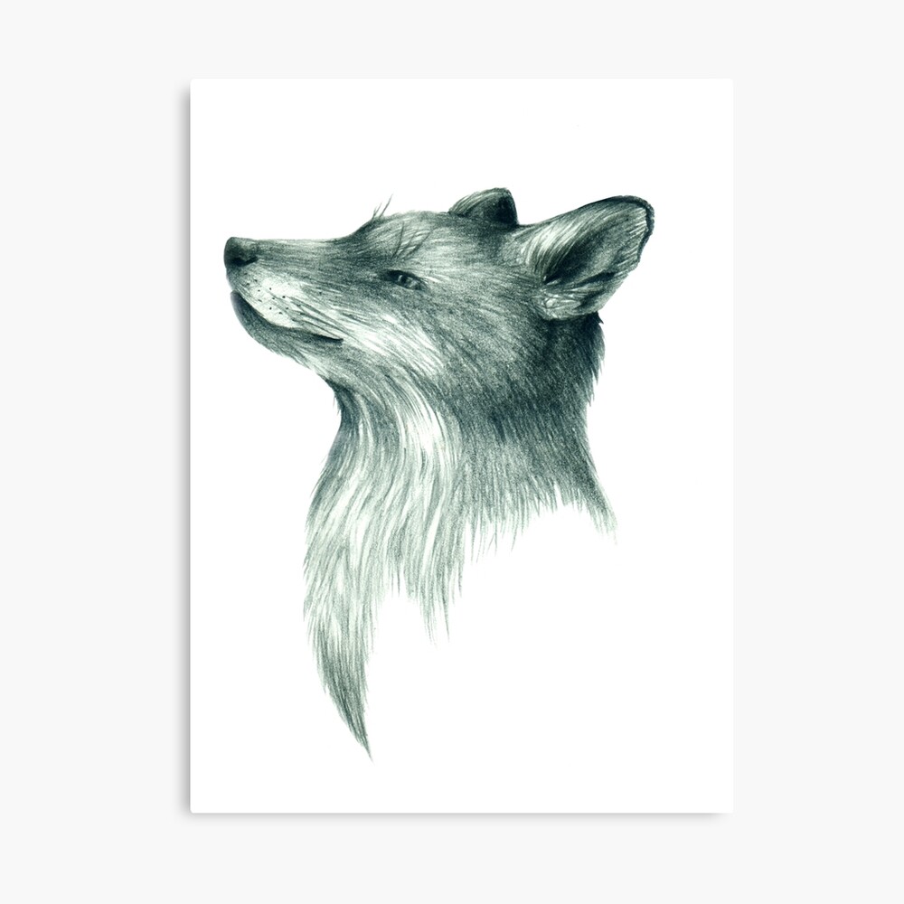 fox pencil drawing