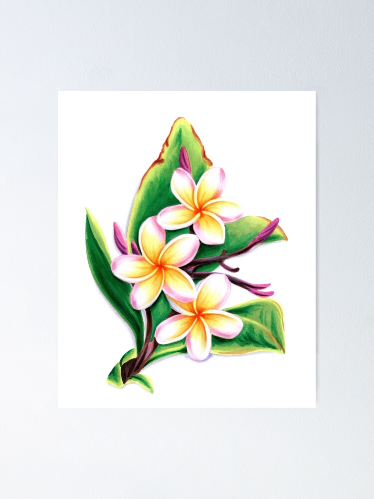 Tonga Polynesian T-Shirt - Summer Plumeria (White)