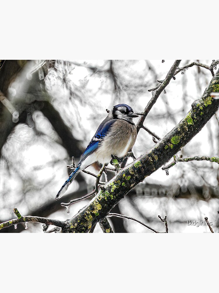 Thumbnail 3 of 3, Sticker, BlueJay designed and sold by tkdgirlms.