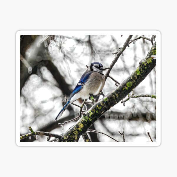 BlueJay Sticker